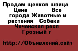 Продам щенков шпица › Цена ­ 25 000 - Все города Животные и растения » Собаки   . Чеченская респ.,Грозный г.